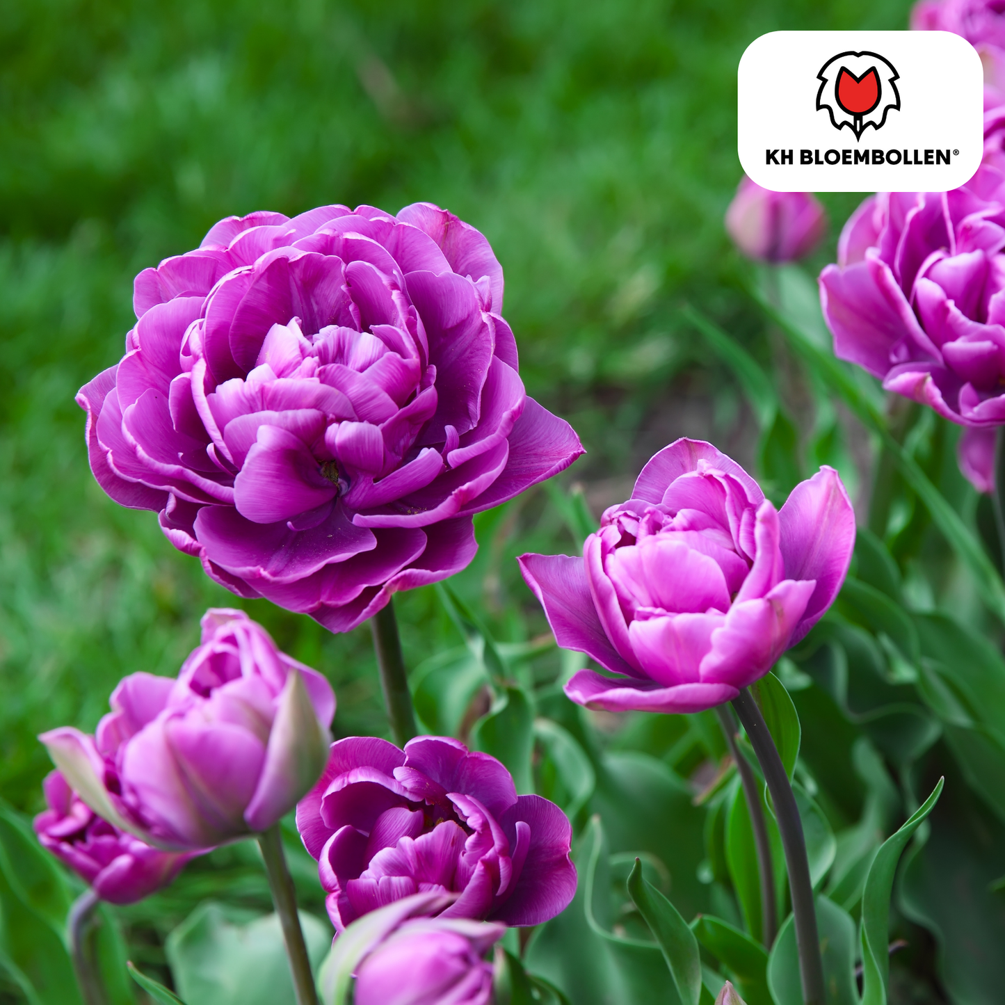 🌷 Tulpenbollen ‘Double Flag’ – Paarse Dubbelbloemige Tulp (20 Stuks)