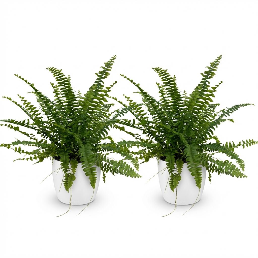 🌿 Nephrolepis Green Lady | Diervriendelijke Varen met Witte Pot (2 stuks)