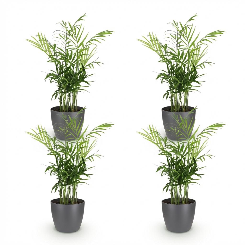 🌿 Chamaedorea elegans | Goudpalm met Grijze Pot (4 Stuks)
