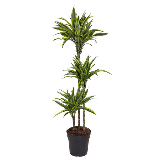 🌿 Dracaena Lemon Lime | Grote Luchtzuiverende Kamerplant