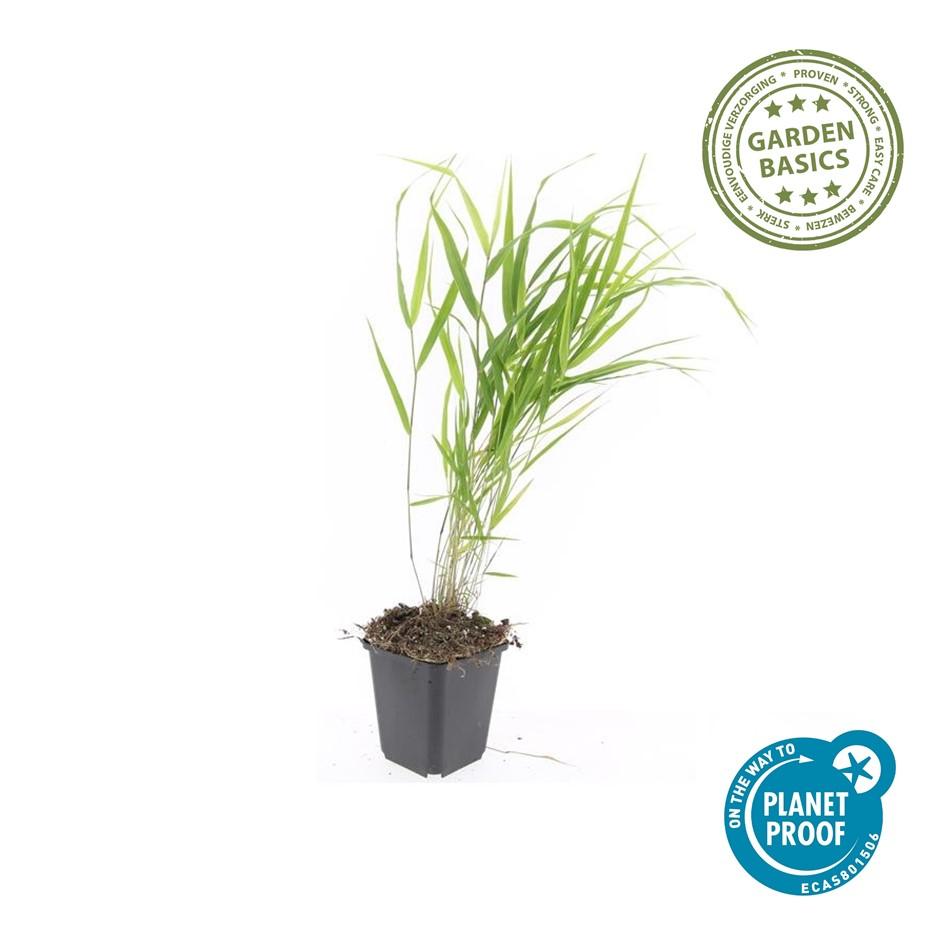 🌾 Hakonechloa macra | Japans Berggras (12 Stuks)