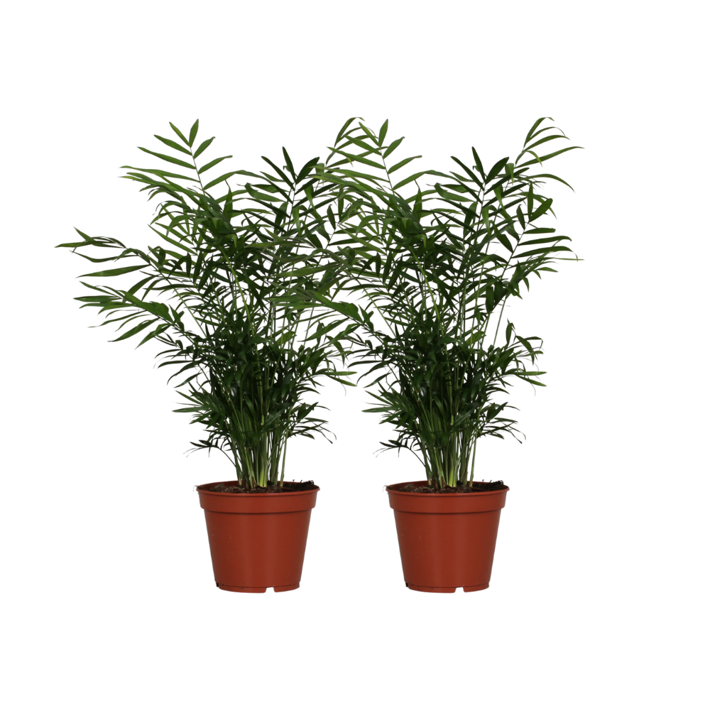 🌿 Chamaedorea Elegans | Mexicaanse Bergpalm (2 Stuks)