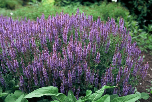 🌸 Salvia nemorosa ‘Caradonna’ – Salie (6 Stuks)