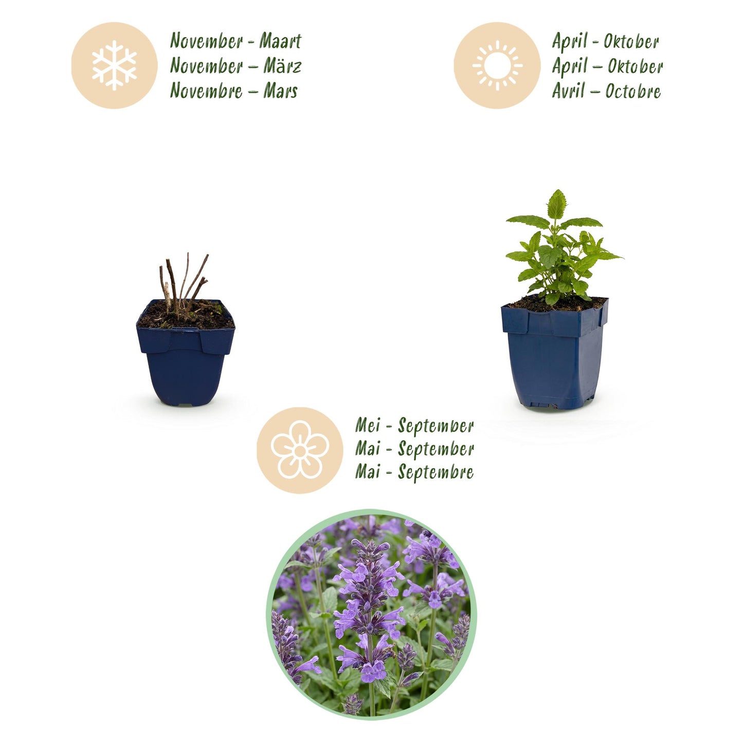 🌿 Nepeta nervosa 'Neptune' – Kattenkruid | 3 stuks