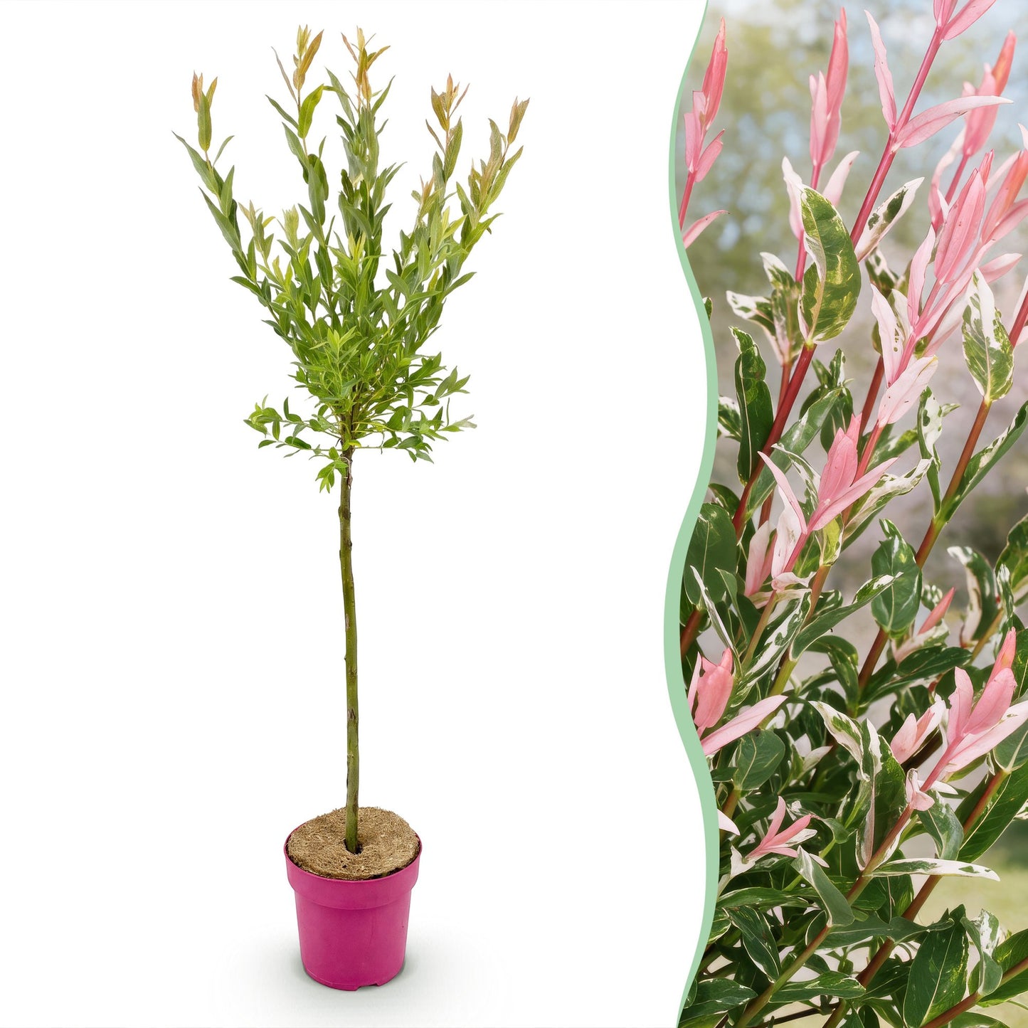 🌿 Salix Flamingo – Bonte Wilg
