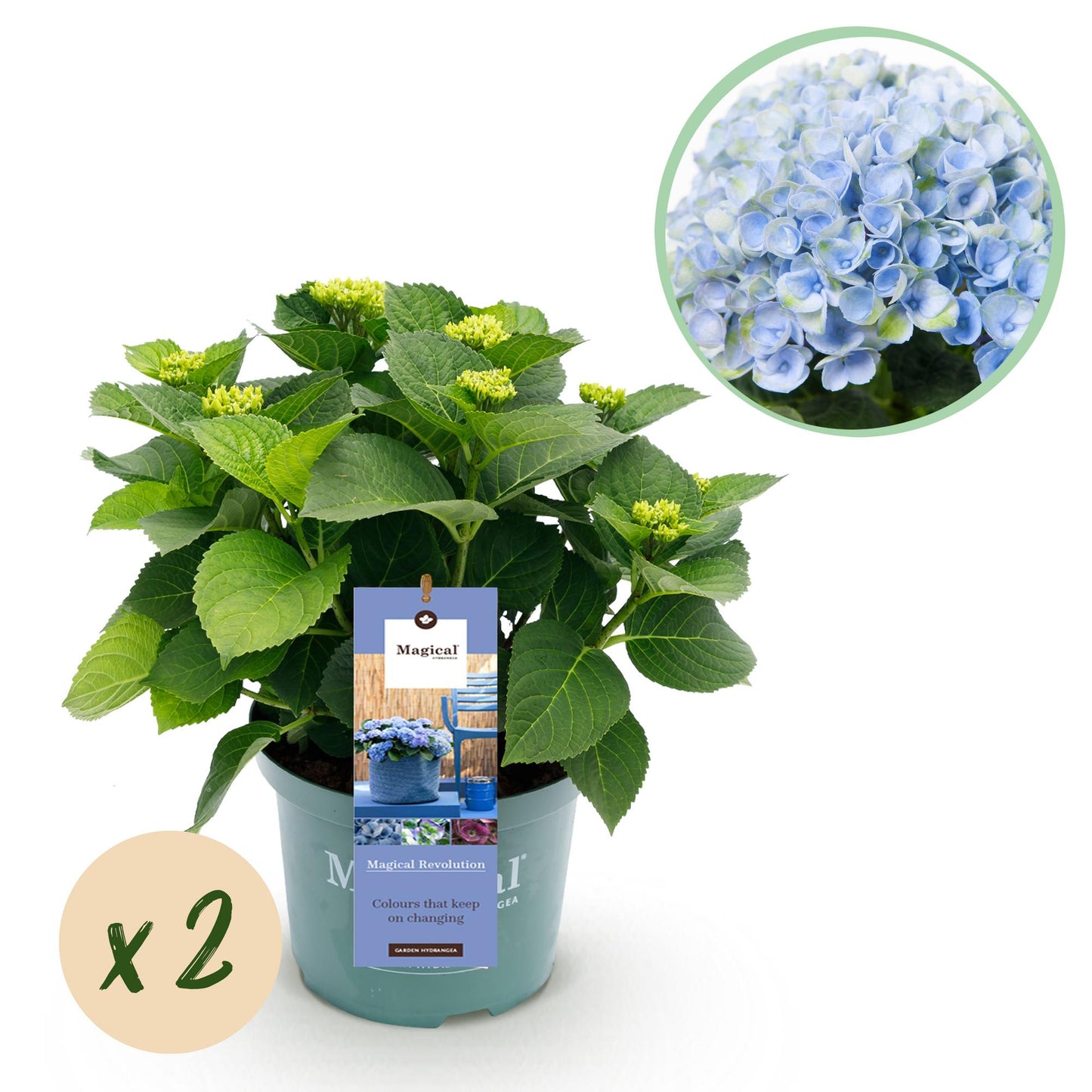 💙 Hydrangea ‘Magical Revolution Blue’ – Blauwe Hortensia | (2 stuks)