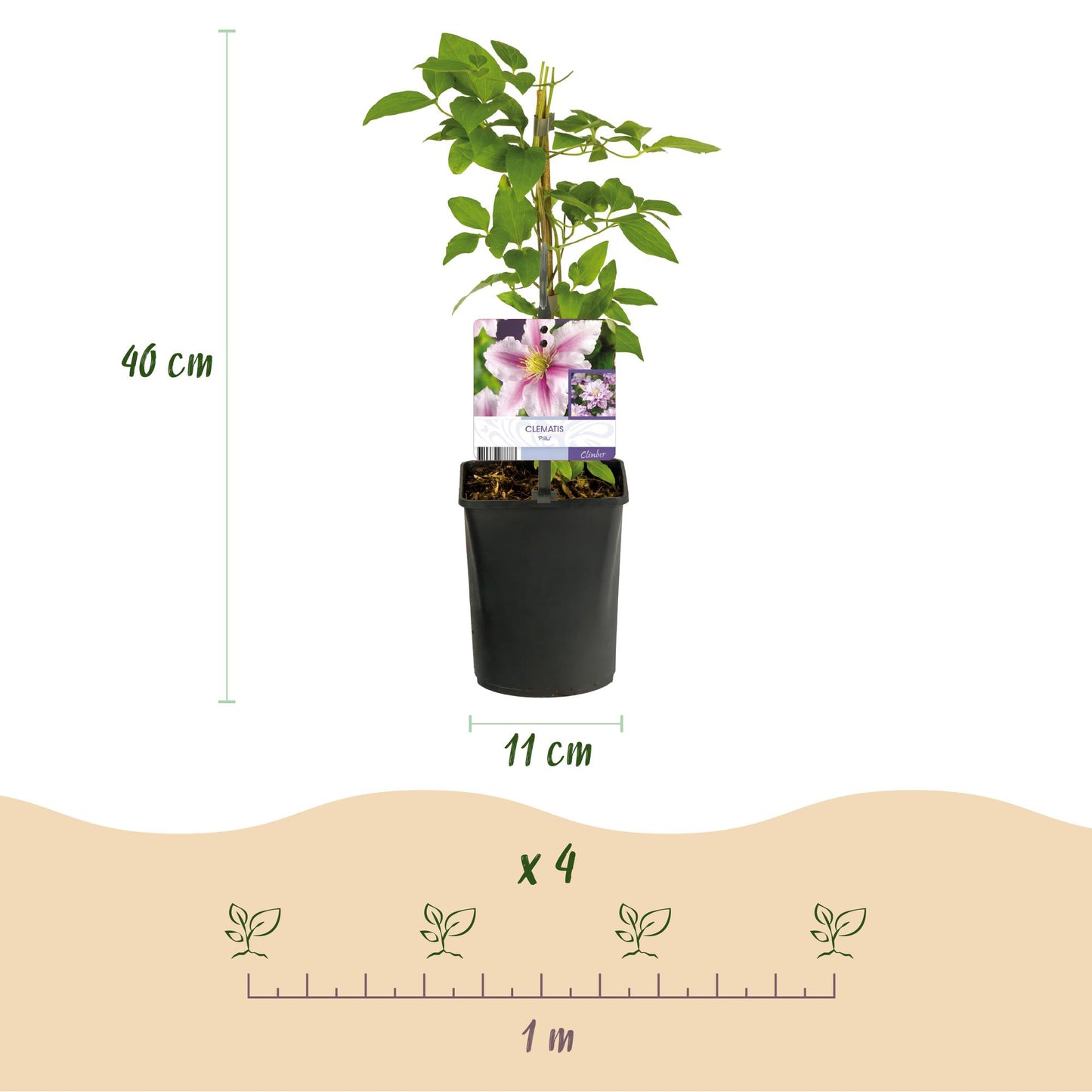🌸 Clematis ‘Piilu’ – Klimplant (2 Stuks)