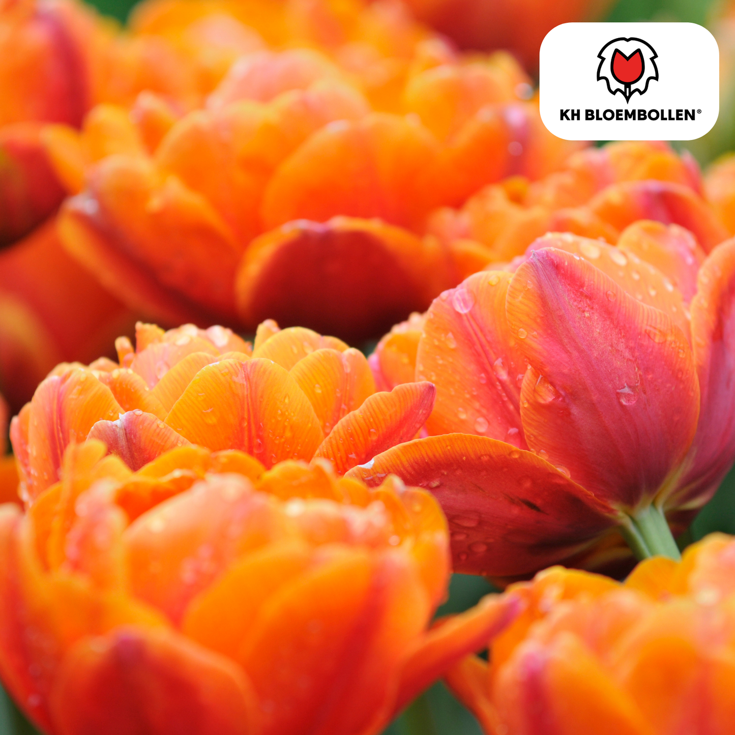 🌷 Tulpenbollen ‘Icoon’ – Oranje Dubbelbloemige Tulp (20 Stuks)