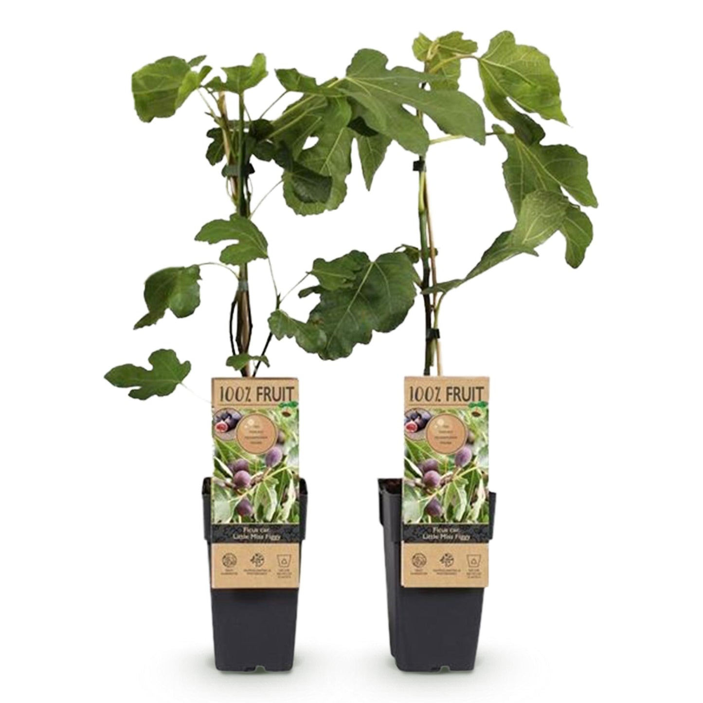🌿 Ficus carica ‘Little Miss Figgy’ – Vijgenboom (2 Stuks)