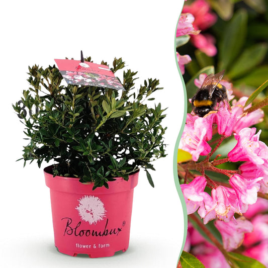 🌸 Dwerg Rhododendron ‘Bloombux Magenta'