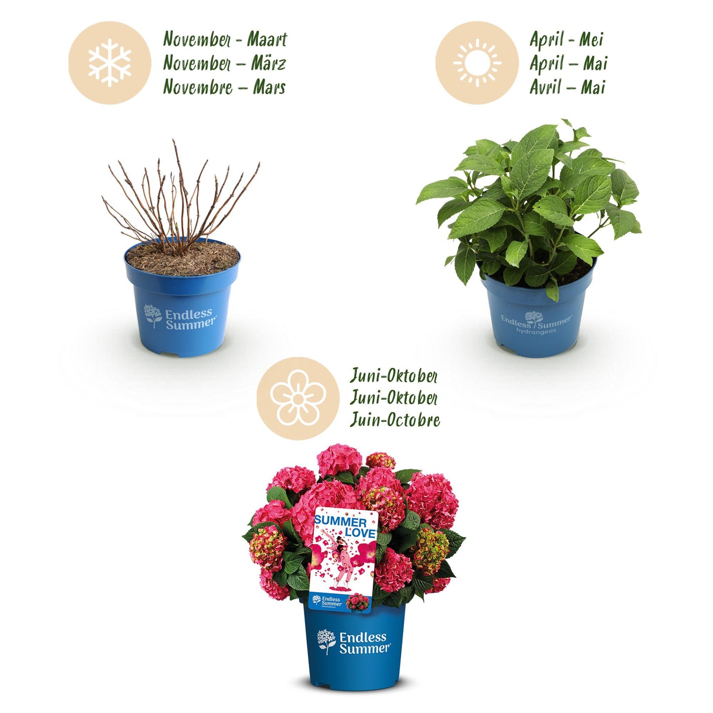 🌸 Hydrangea ‘Summer Love Red’ | Hortensia (2 Stuks)