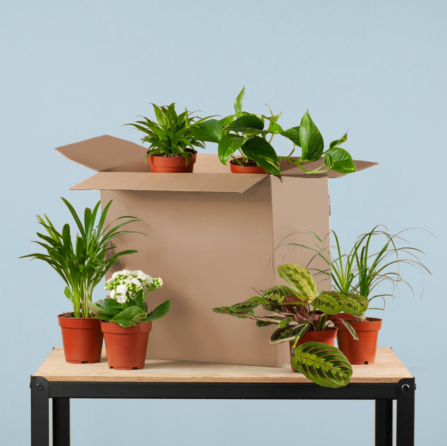 🌿 Groene Kneusjesbox – 6 Stuks