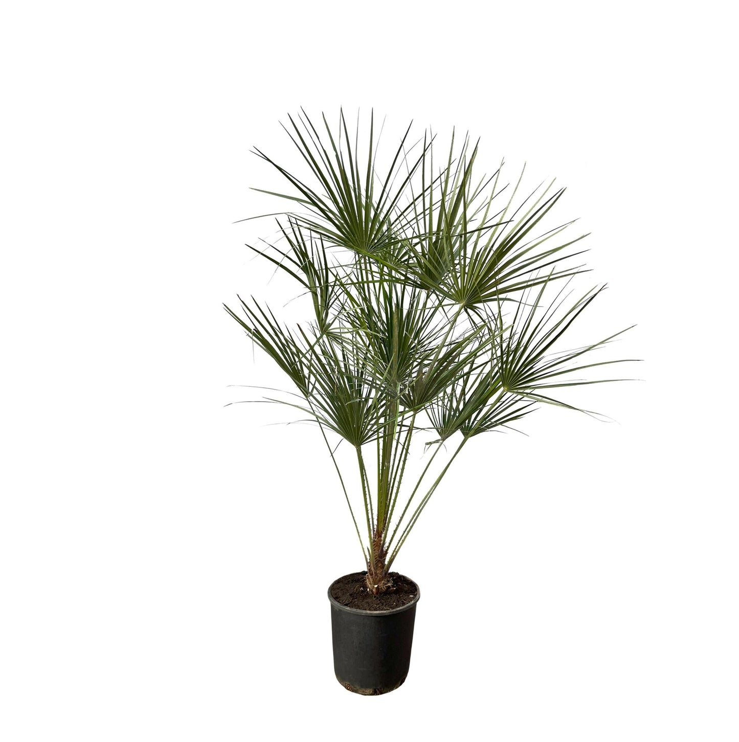 Chamaerops humilis op stam – Europese dwergpalm