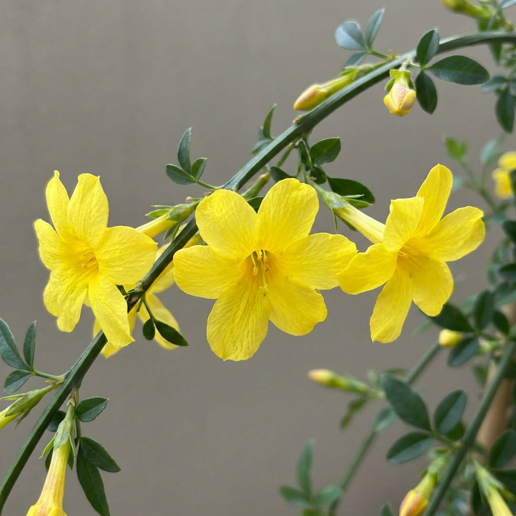 🌼 Jasminum nudiflorum – Winterjasmijn – Gele winterbloeier