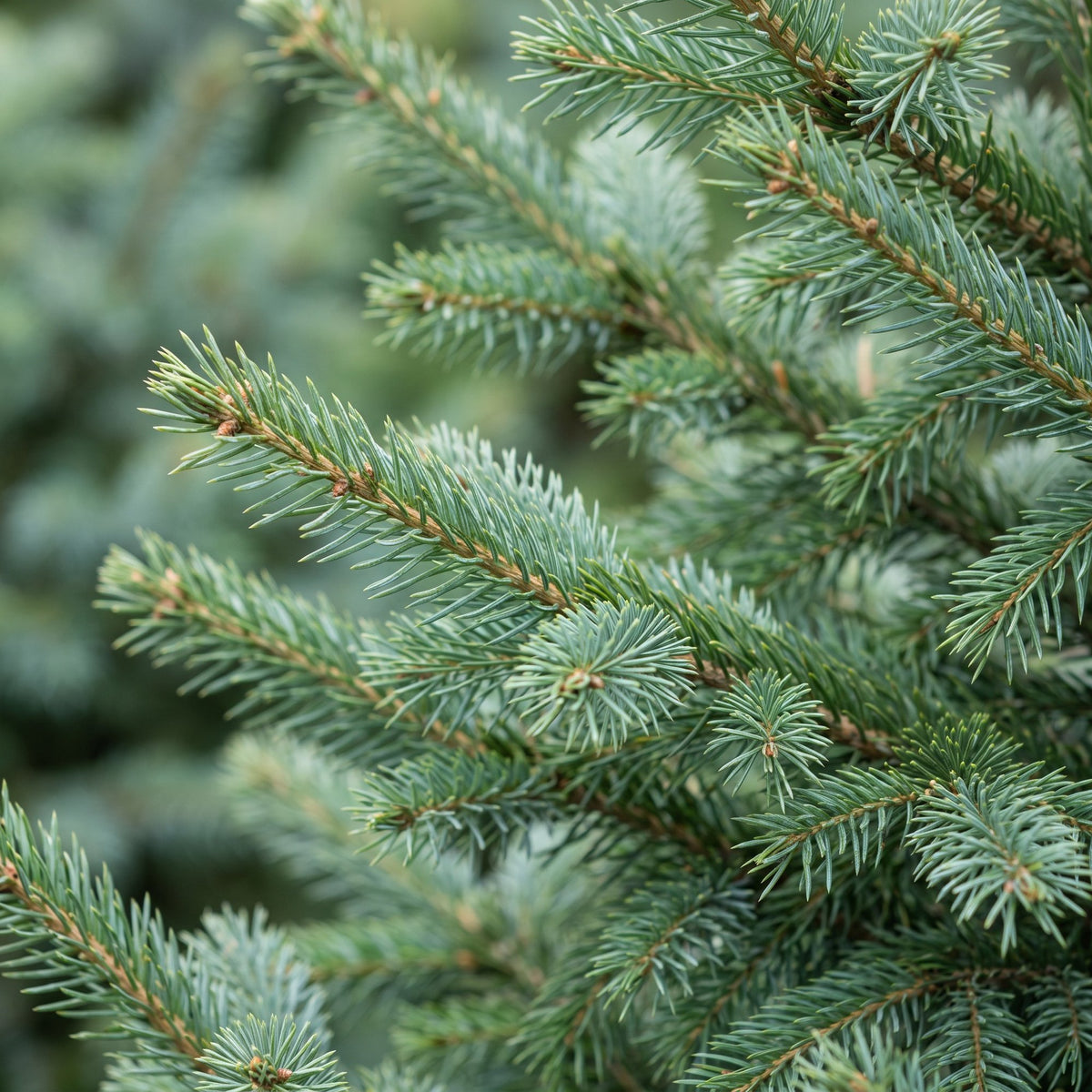 🎄 Picea omorika – Servische spar voor een sfeervolle kerst