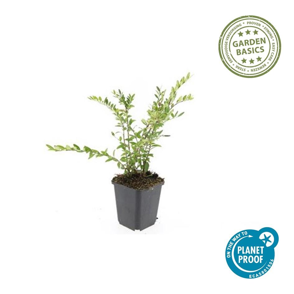 🌿 Lonicera pileata – Wintergroene Bodembedekker (24 stuks)