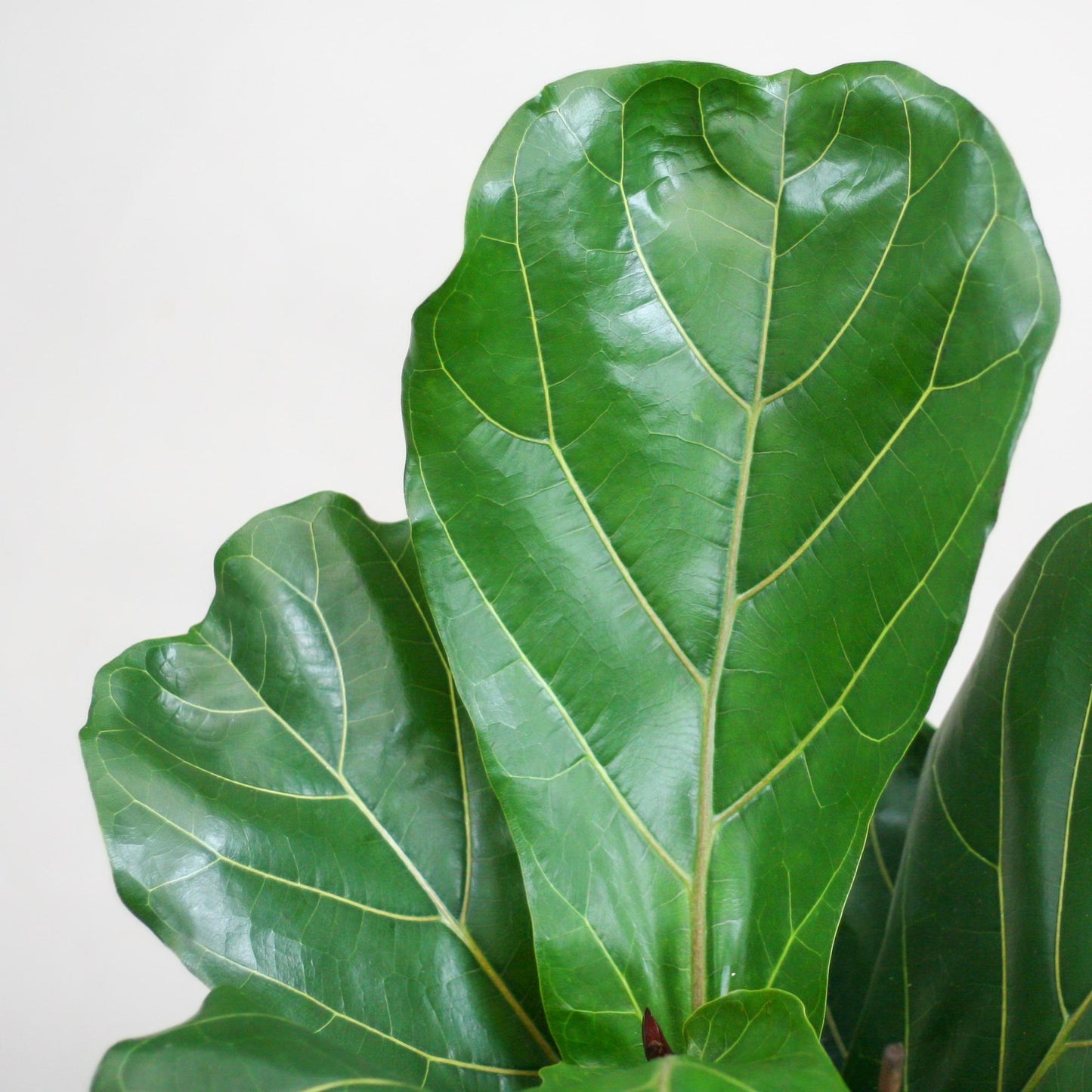 🌿 Ficus Lyrata – Vioolbladplant met Viber Pot Grijs