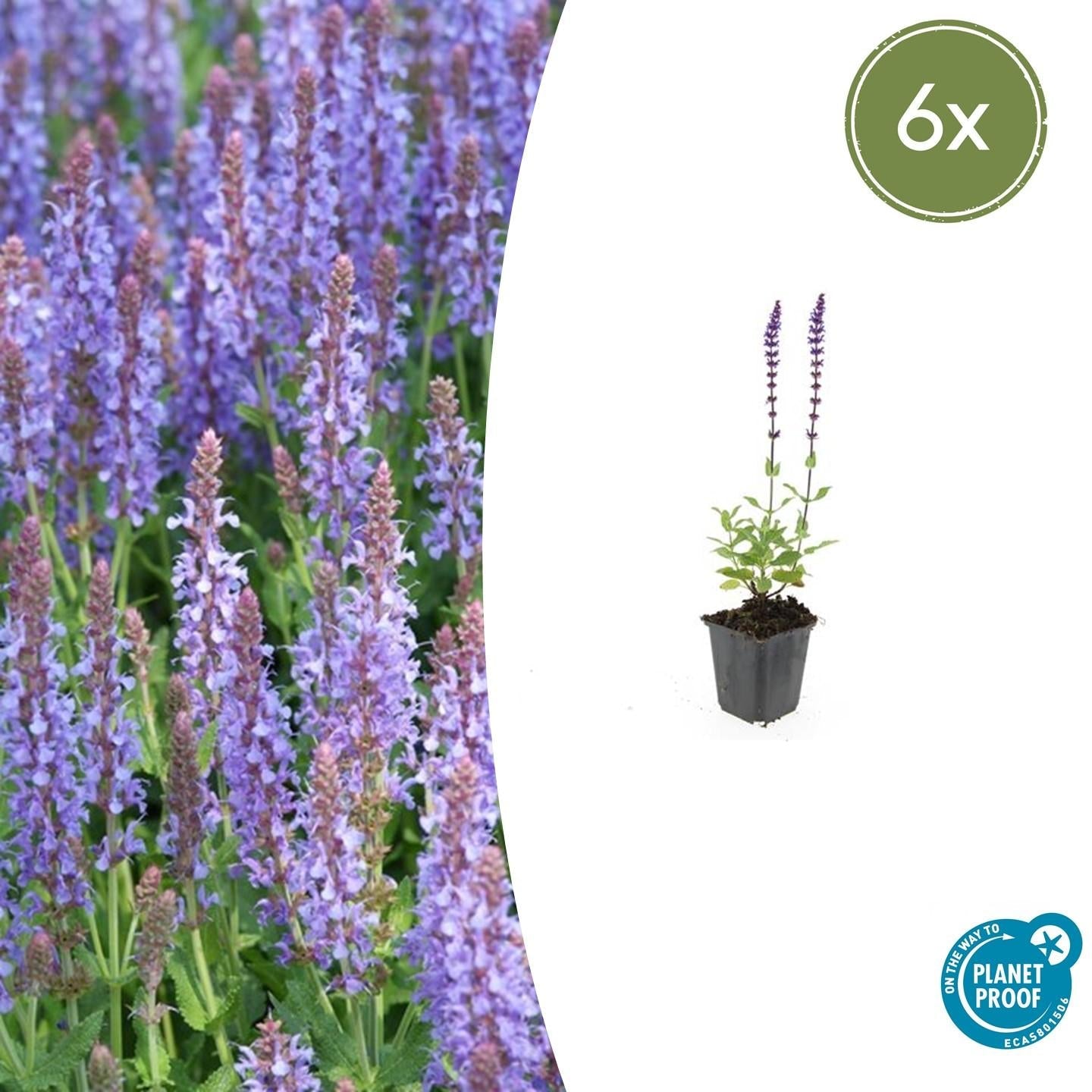 🌸 Salvia nemorosa ‘Caradonna’ – Salie (6 Stuks)