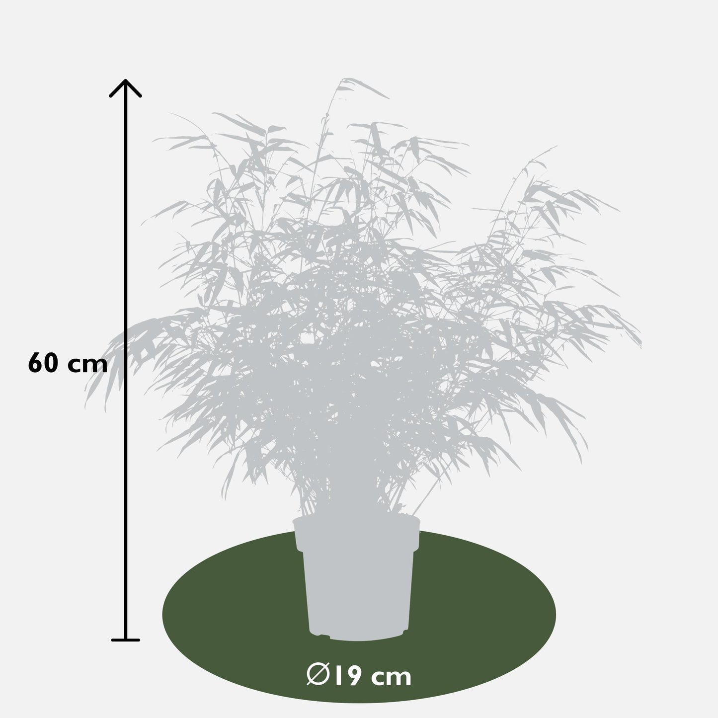 🎋 Fargesia rufa – Winterharde Niet-woekerende Bamboe (2 stuks)
