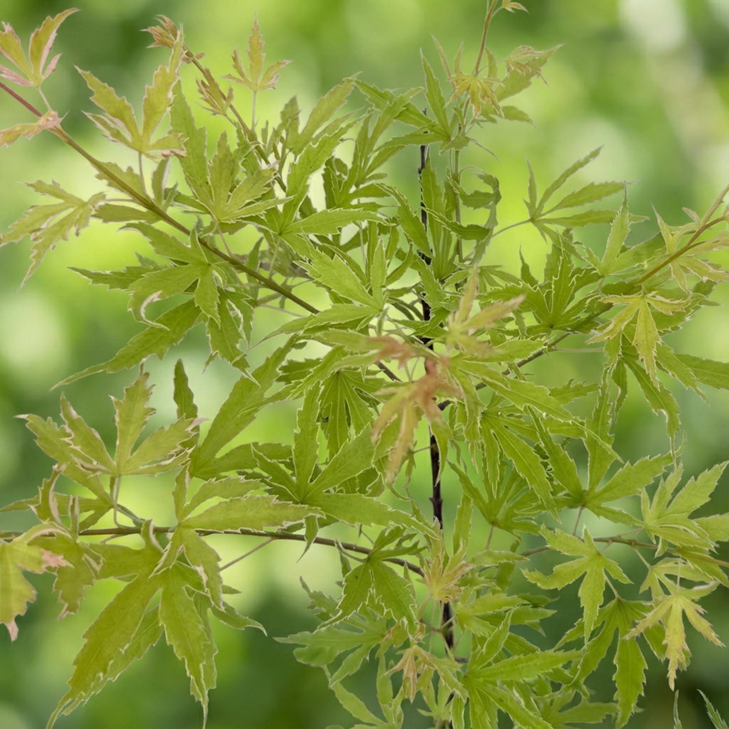 🍁 Acer palmatum ‘Metamorphosa’ – Japanse Esdoorn Groen (2 stuks)
