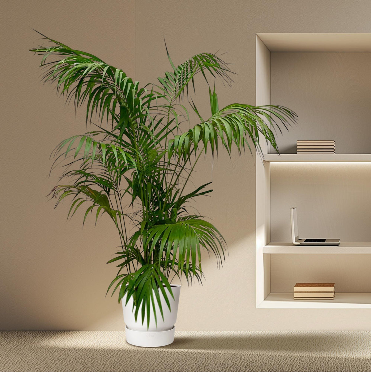 🌴 Kentia Palm XXL – Exclusieve Luxe Kamerpalm