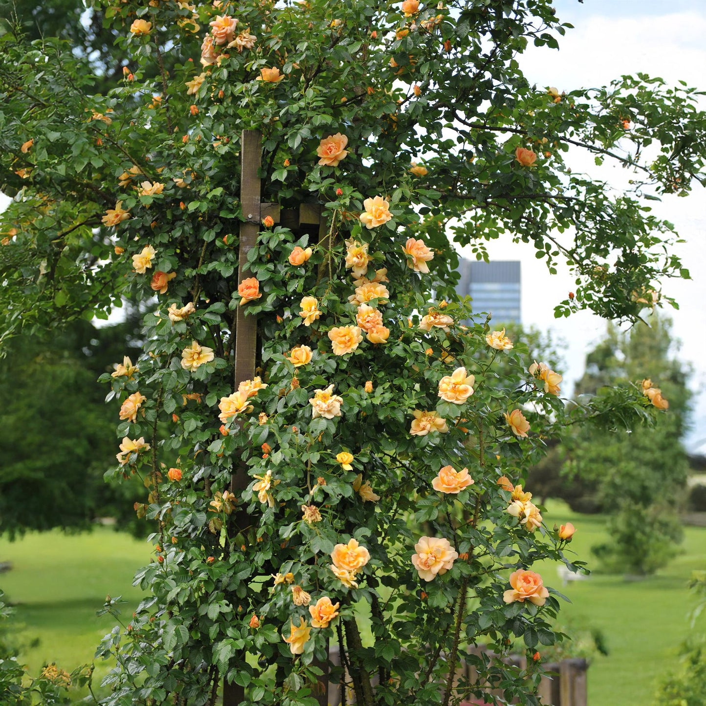 🧡 Rosa ‘Orange Climber’ – Klimroos (2 Stuks)