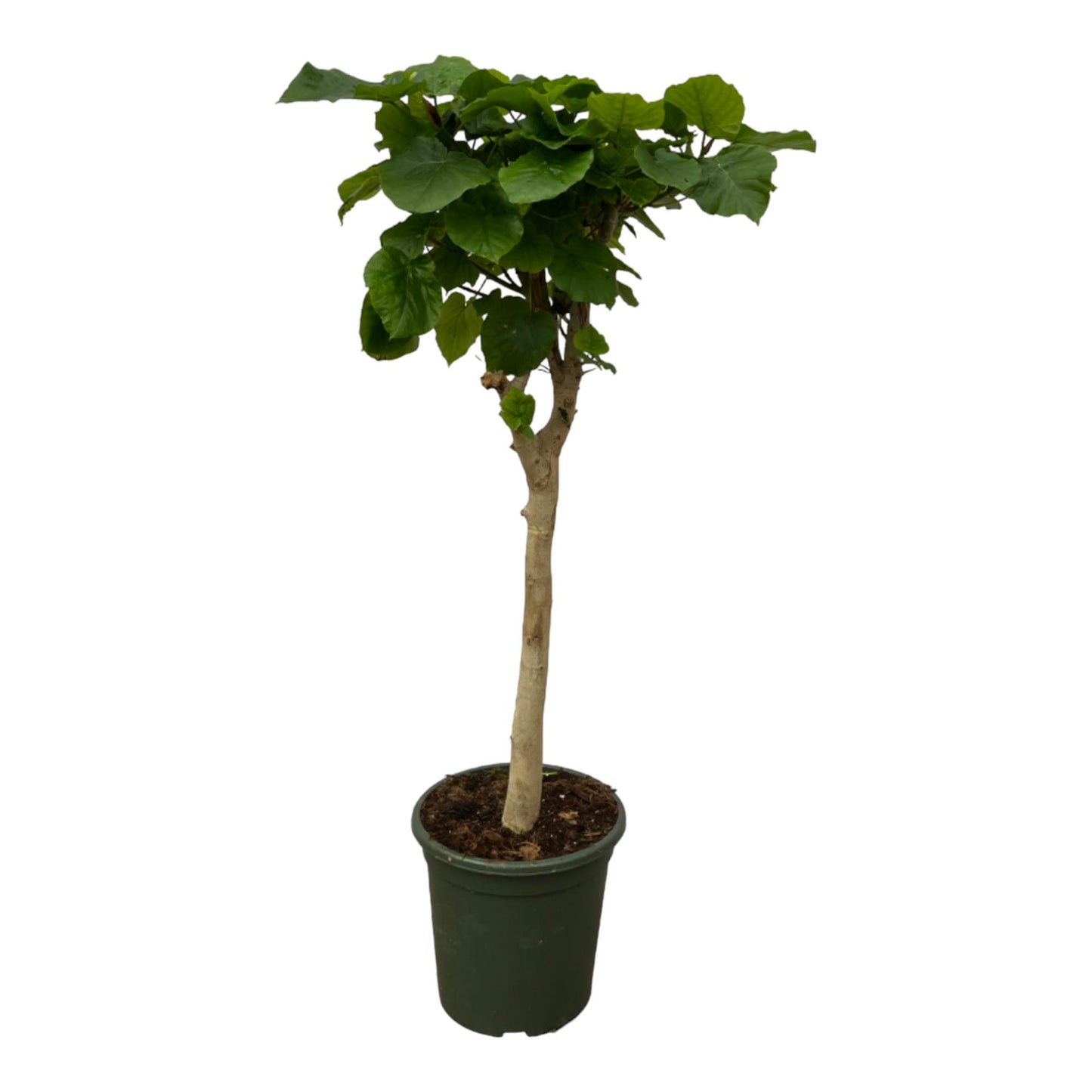 🌿 Ficus Umbellata op stam