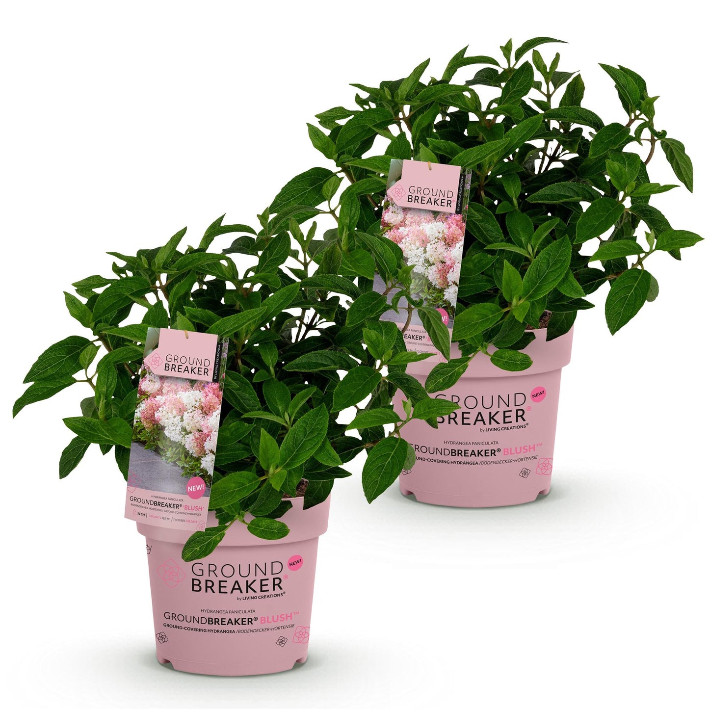 🌸 Hydrangea Groundbreaker Blush | Winterharde Pluimhortensia (2 stuks)