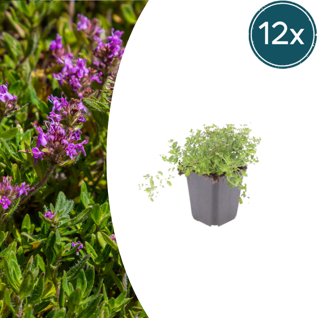 🌿 Thymus serpyllum – Winterharde Kruiptijm Bodembedekker (12 stuks)