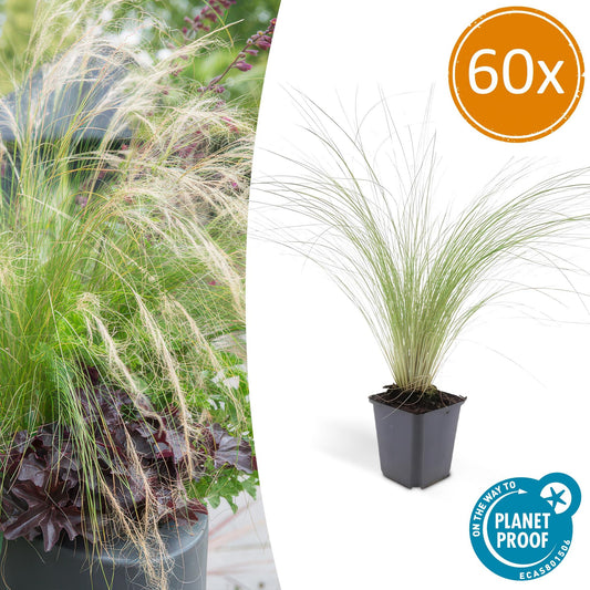 🌾 Stipa tenuissima ‘Ponytails’ | Siergras (60 Stuks)