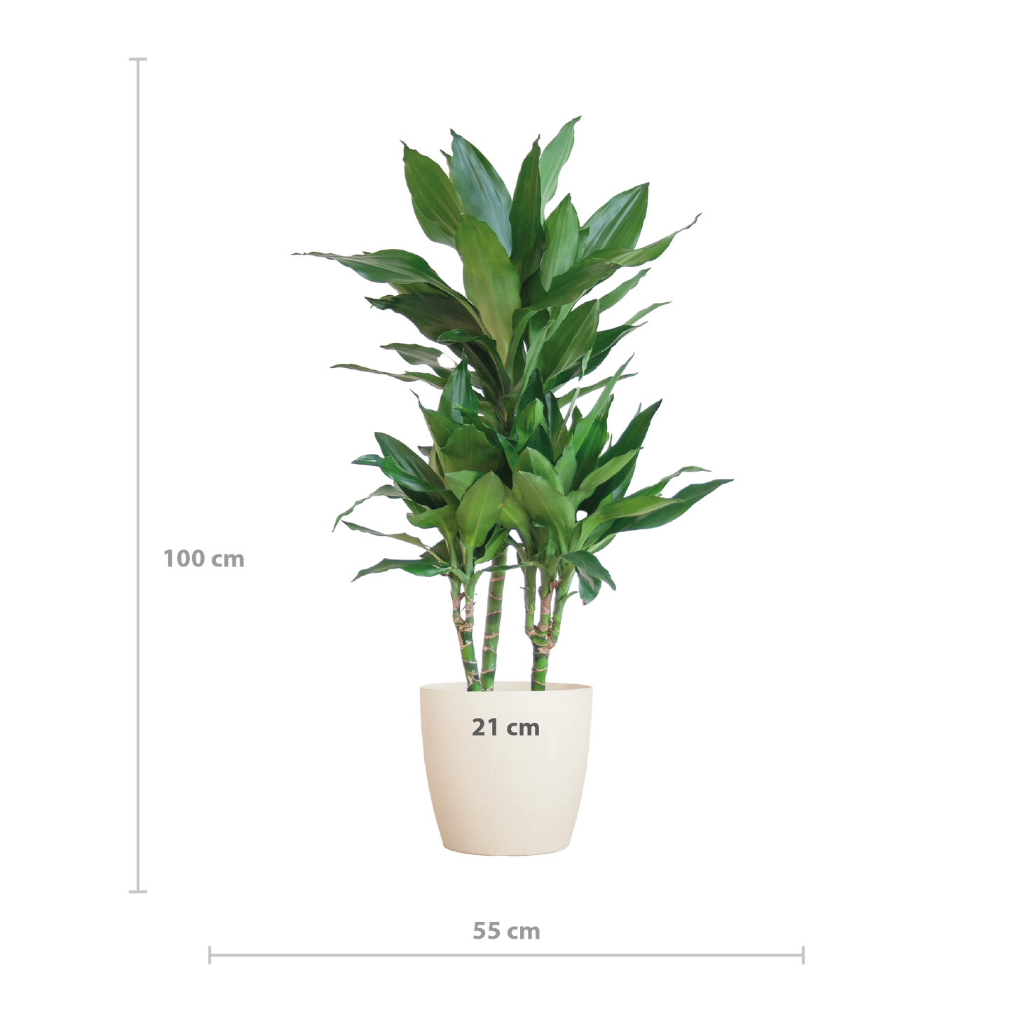 🌿 Dracaena ‘Janet Lindt’ – Groenblijver met Vibers Pot Wit