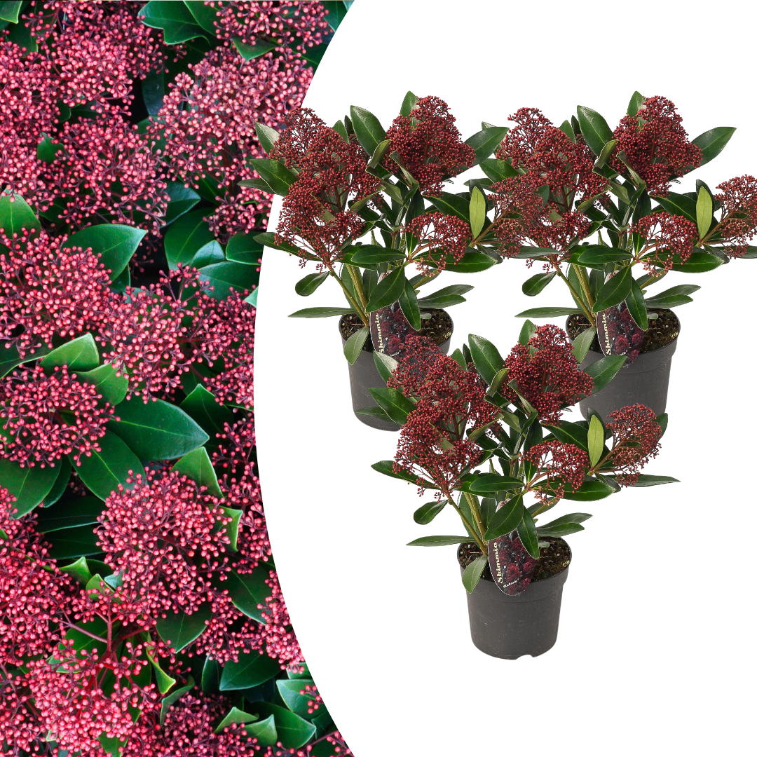 🌺 Skimmia japonica ‘Rubella’ – Wintergroen met Rode Knoppen (3 Stuks)
