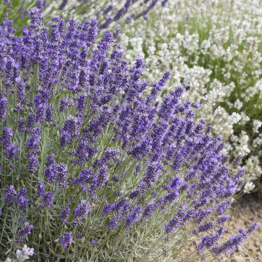💜 Lavandula angustifolia ‘Hidcote’ – Geurende Lavendel (24 stuks)