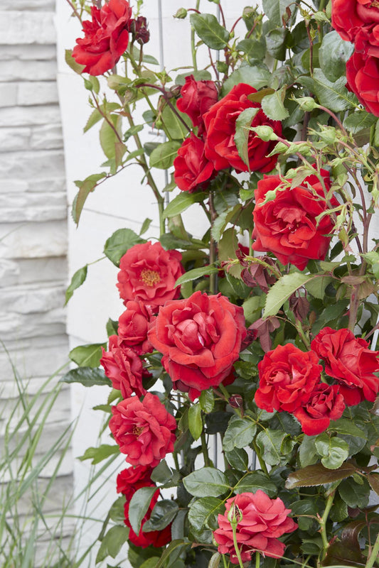 ❤️ Rosa Crazy in Love ‘Red’ – Rode Klimroos | 3 (stuks)