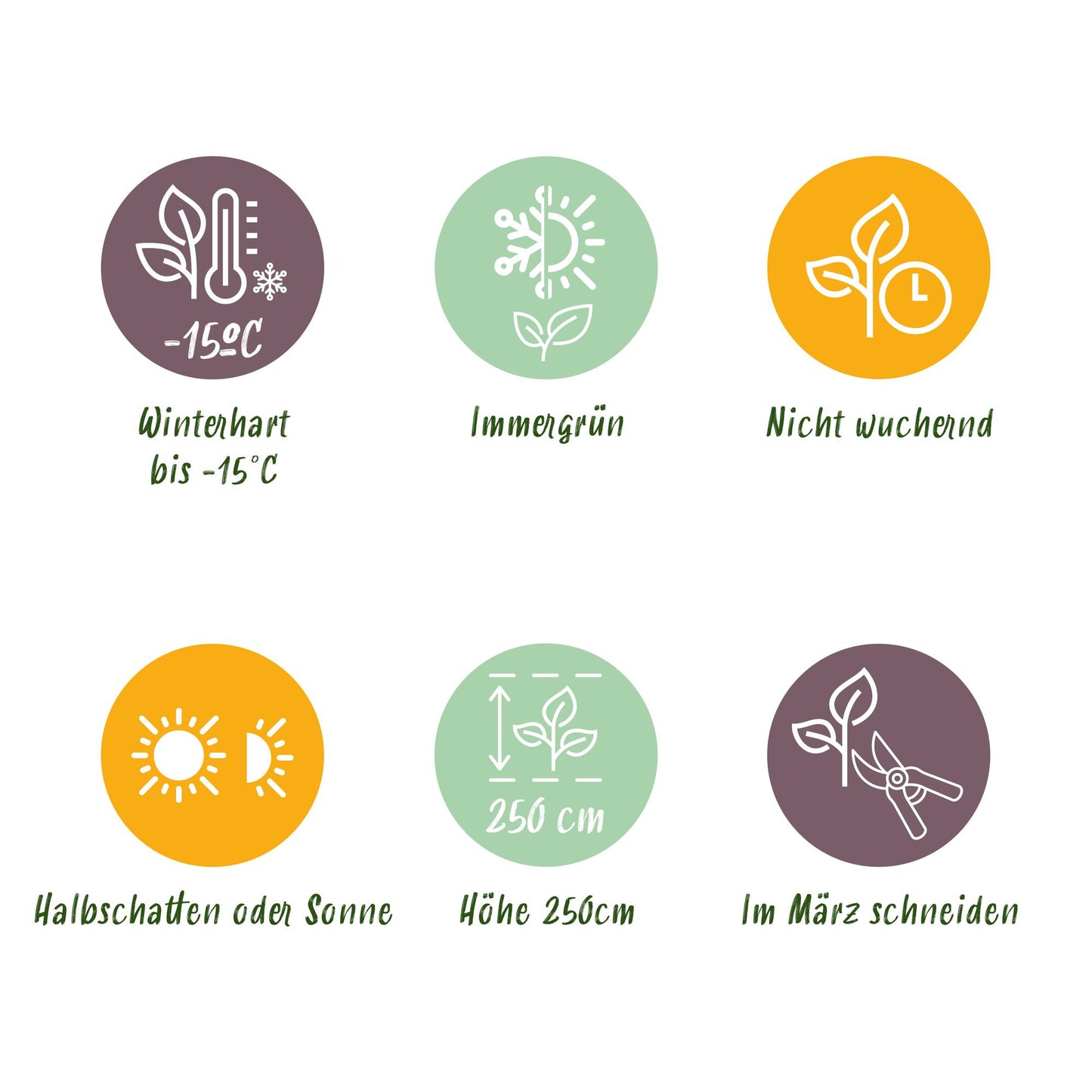 🎋 Fargesia robusta ‘Pingwu’ | Niet-woekerende Bamboe (2 stuks)