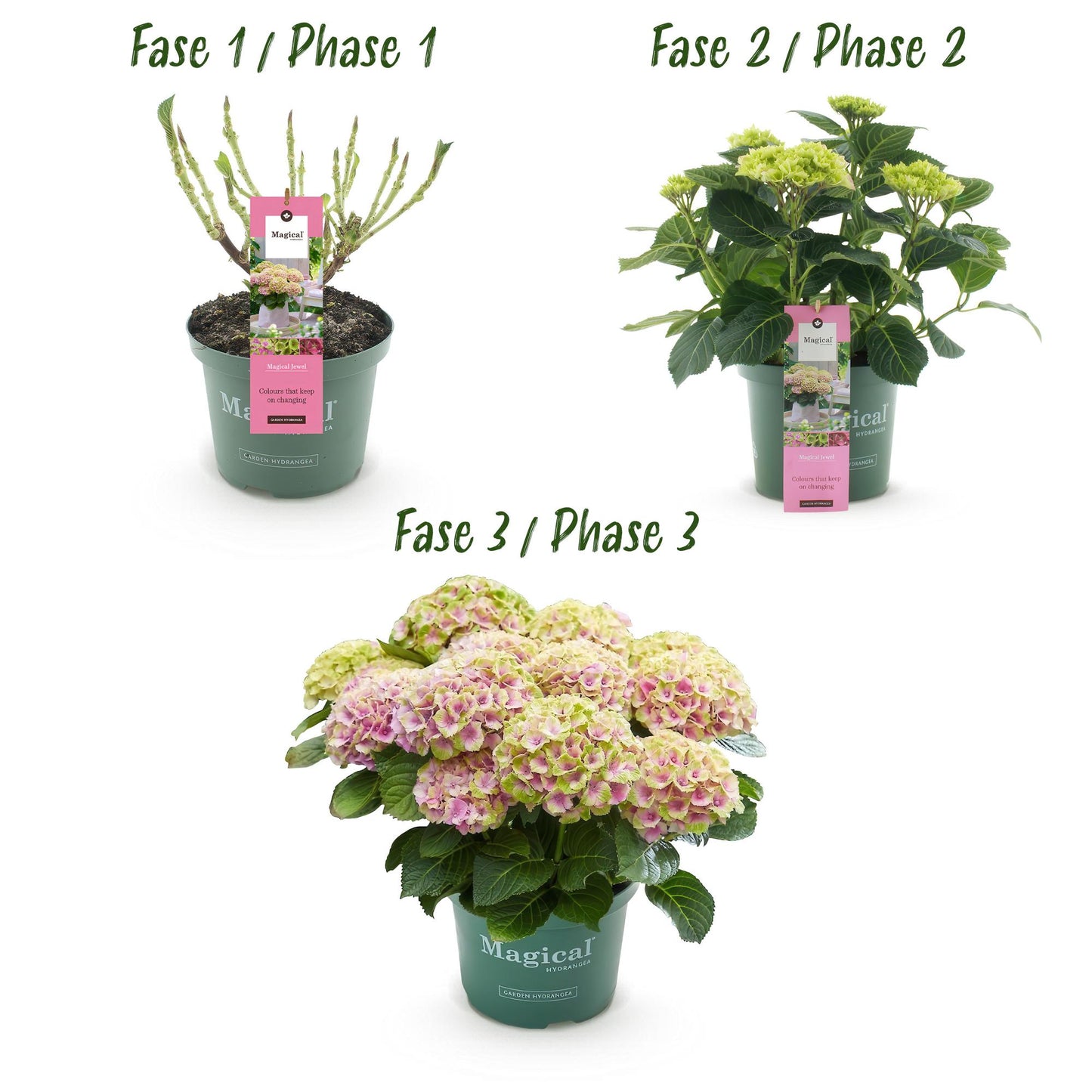 🌸 Hydrangea ‘Magical Jewel Pink’ – Roze Hortensia | (2 stuks)