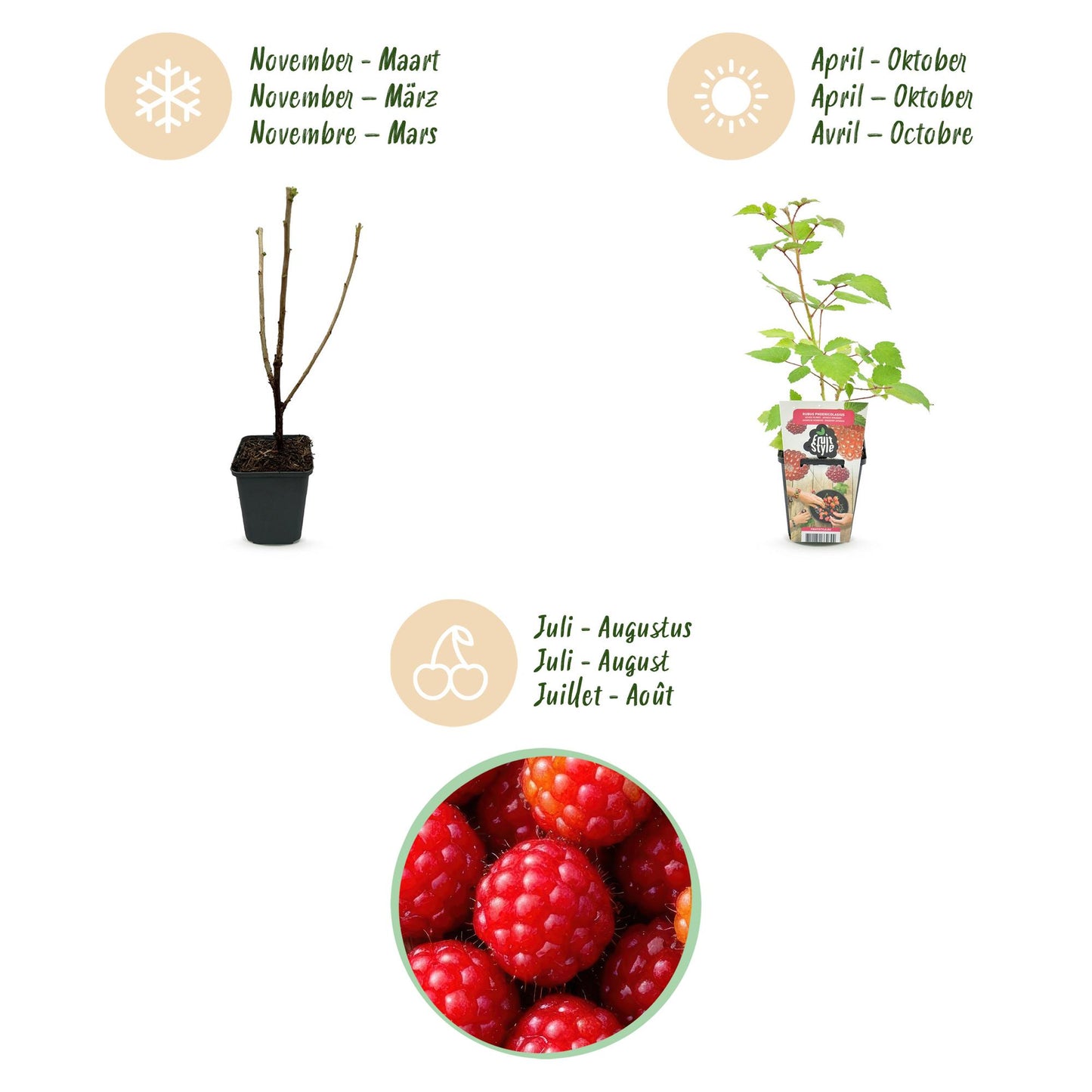 🍇 Rubus phoenicolasius – Japanse Wijnbes | (6 stuks)