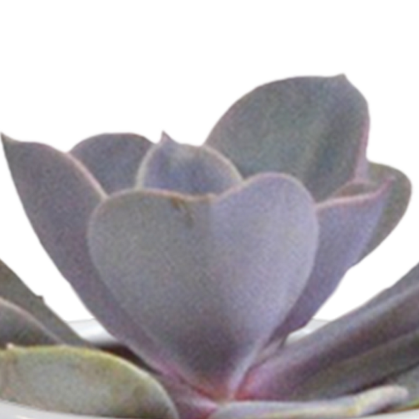 🌵 Cactus & Vetplanten Mix –  In witte pot (15 stuks)