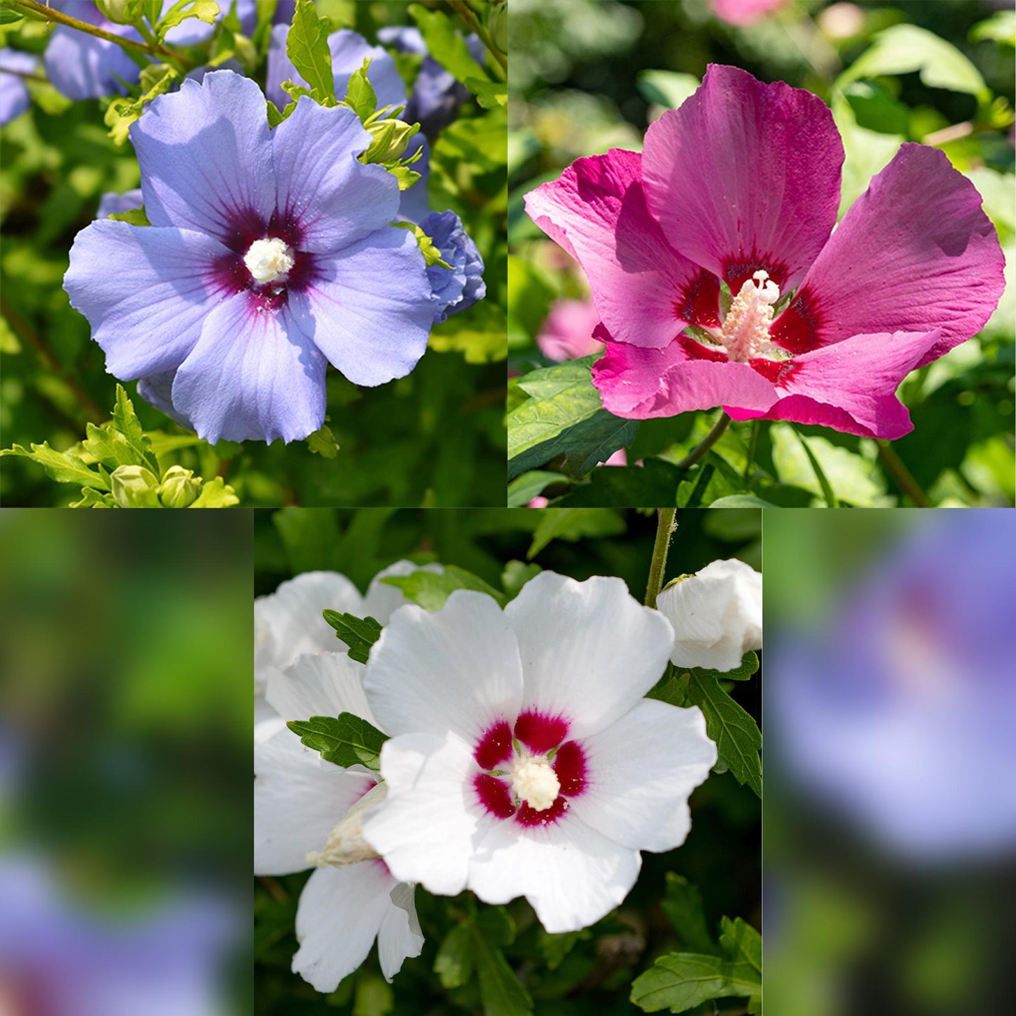 🌸 Hibiscus syriacus ‘Tricolour’ – Hibiscus (3 Stuks)