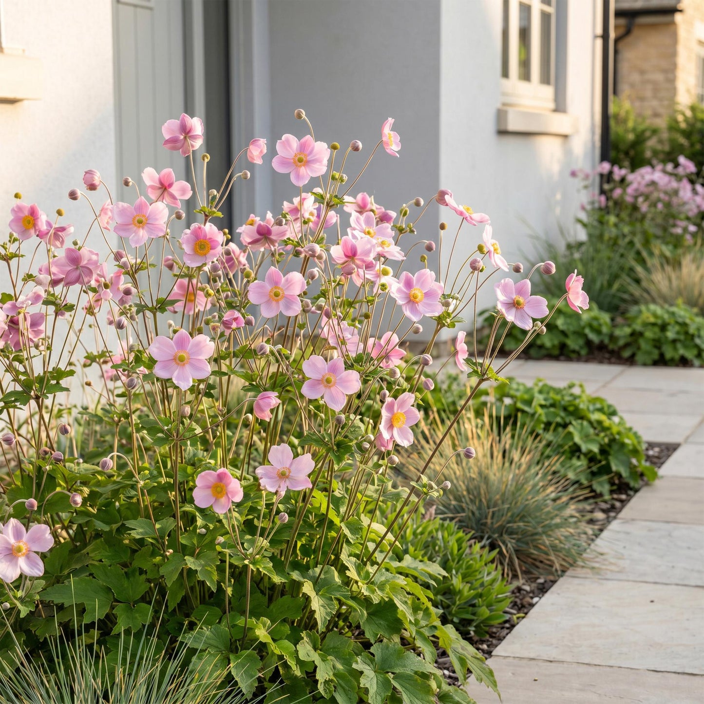 🌿 Anemone hupehensis 'Splendens' – Donkerroze Herfstanemoon | 3 stuks