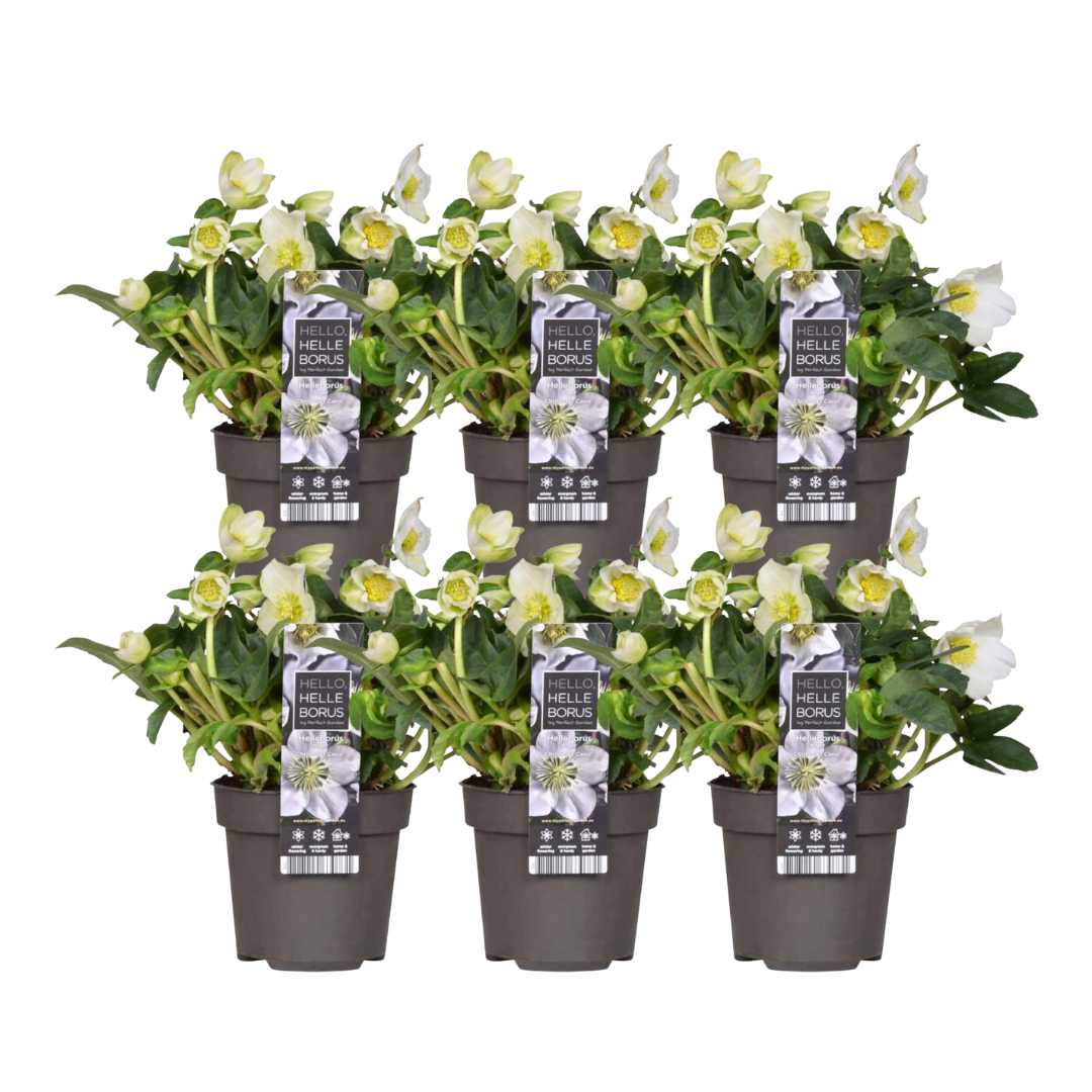 ❄️ Helleborus niger ‘Christmas Carol’ | Witte Kerstroos – Winterbloei | (6 stuks)