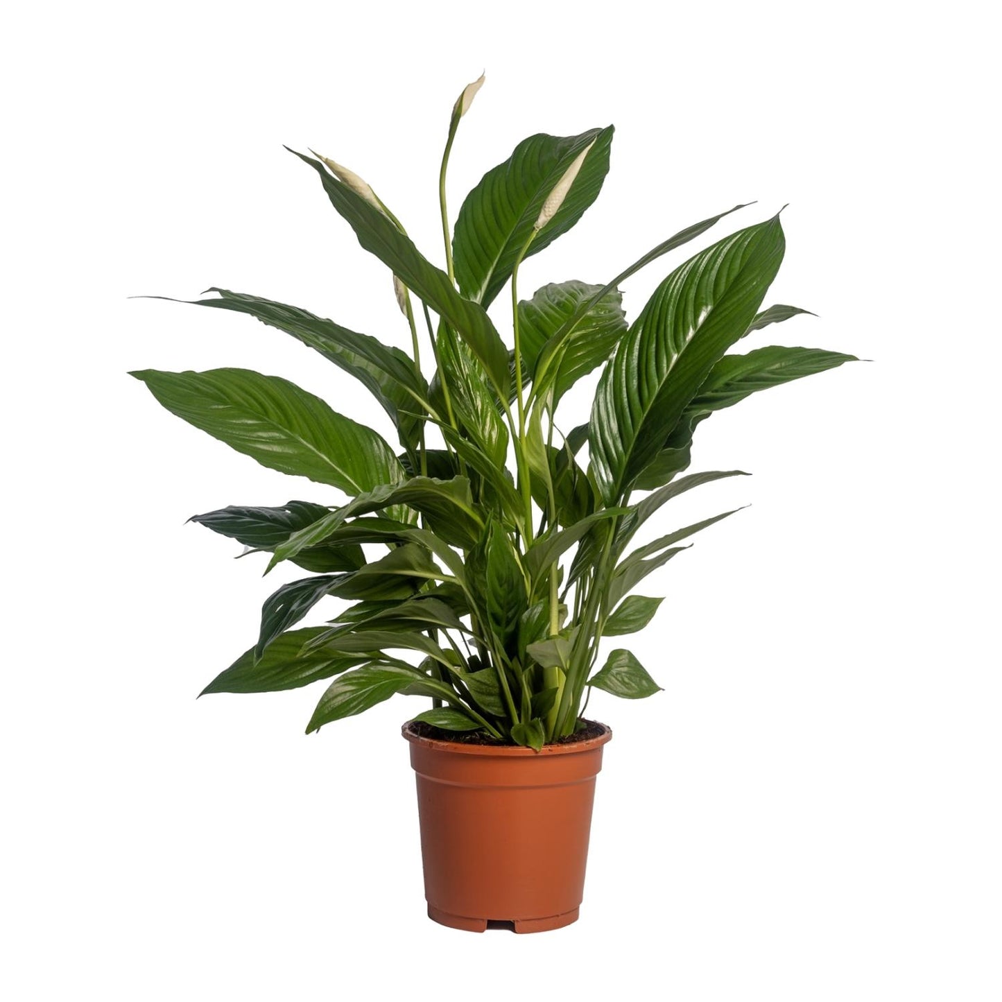 🌿 Spathiphyllum ‘Vivaldi’ Lepelplant