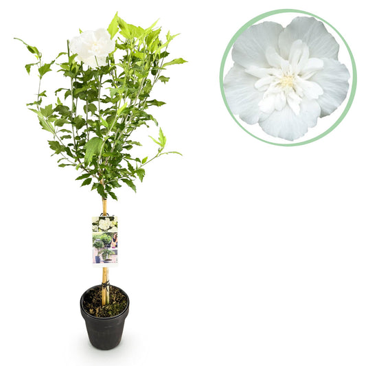 🌸 Hibiscus syriacus ‘White Chiffon®’ – Hibiscus op Stam