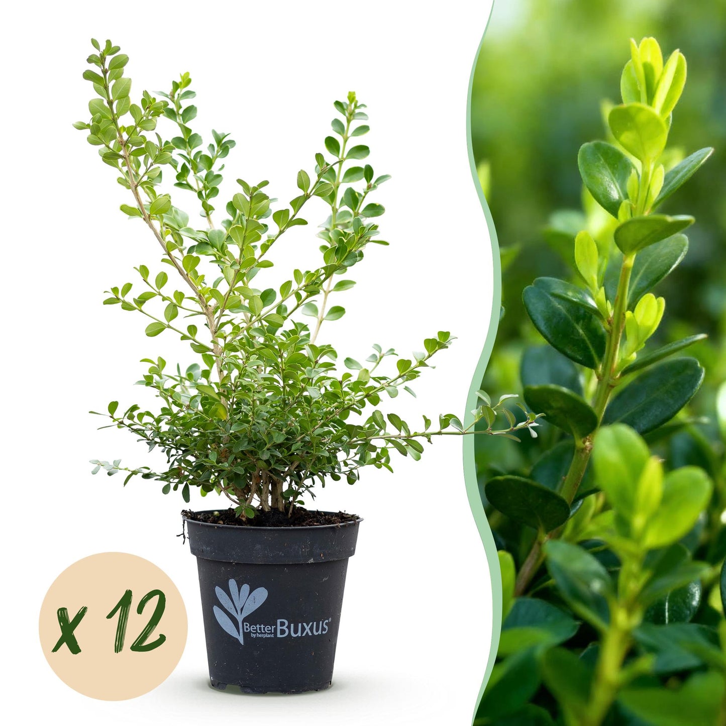 🌿 BetterBuxus Babylon Beauty | Buxus Haag (12 Planten)