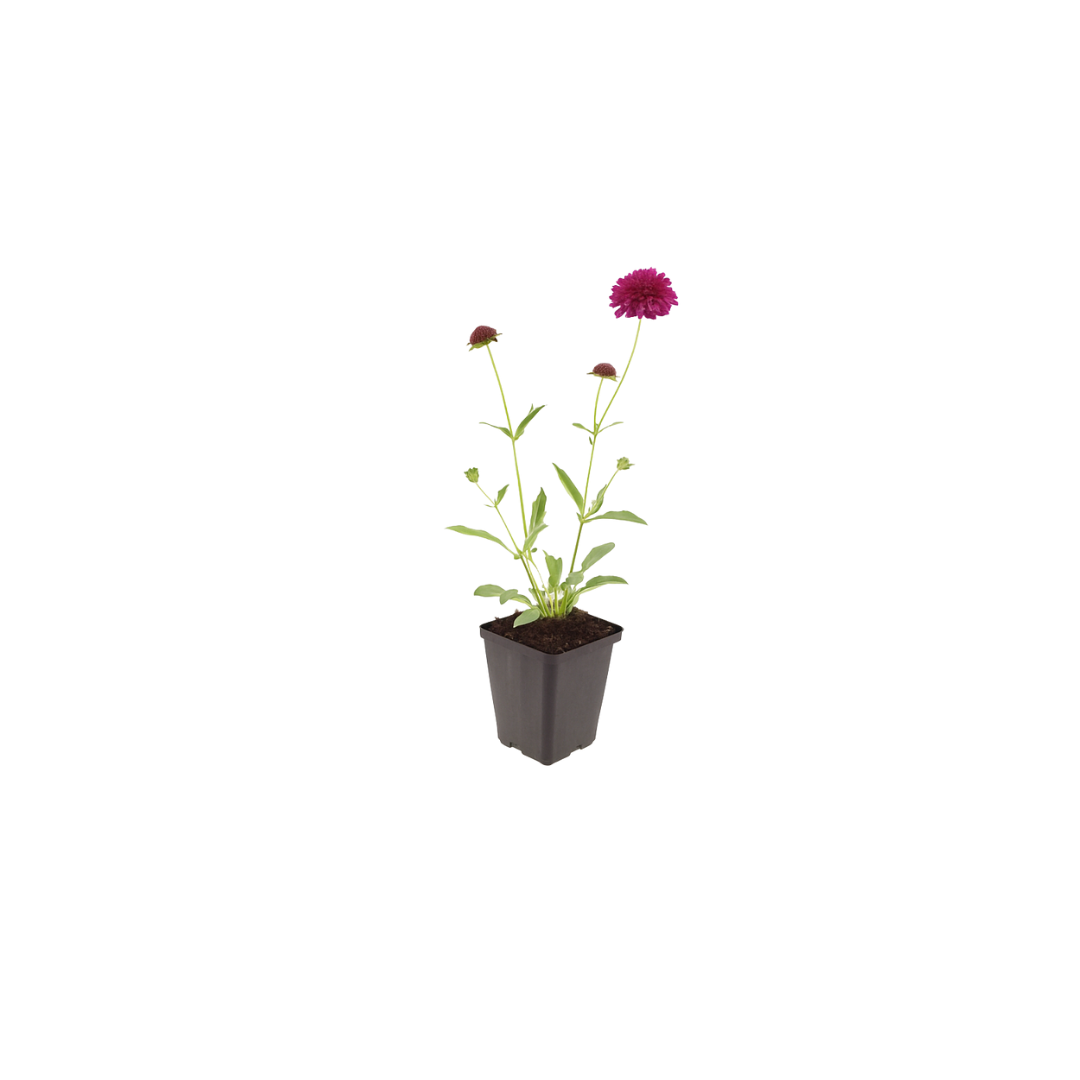 ❤️ Knautia macedonica – Beemdkroon | (6 stuks)