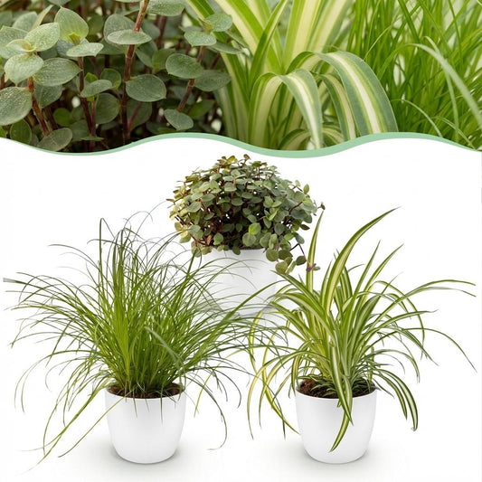 🌿 Diervriendelijke Planten Mix | 3 Kamerplanten met Witte Pot