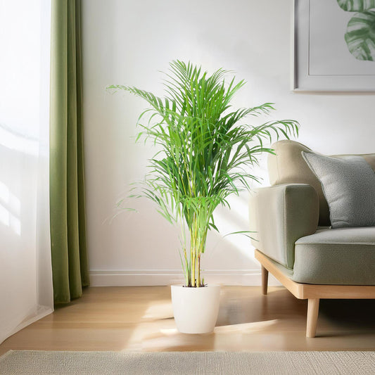 🌴 Areca Palm (Dypsis) – Goudpalm met Vibers Pot Wit