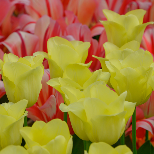 🌷 Tulpenbollen ‘World Friendship’ – Lichtgele Tulp (20 Stuks)