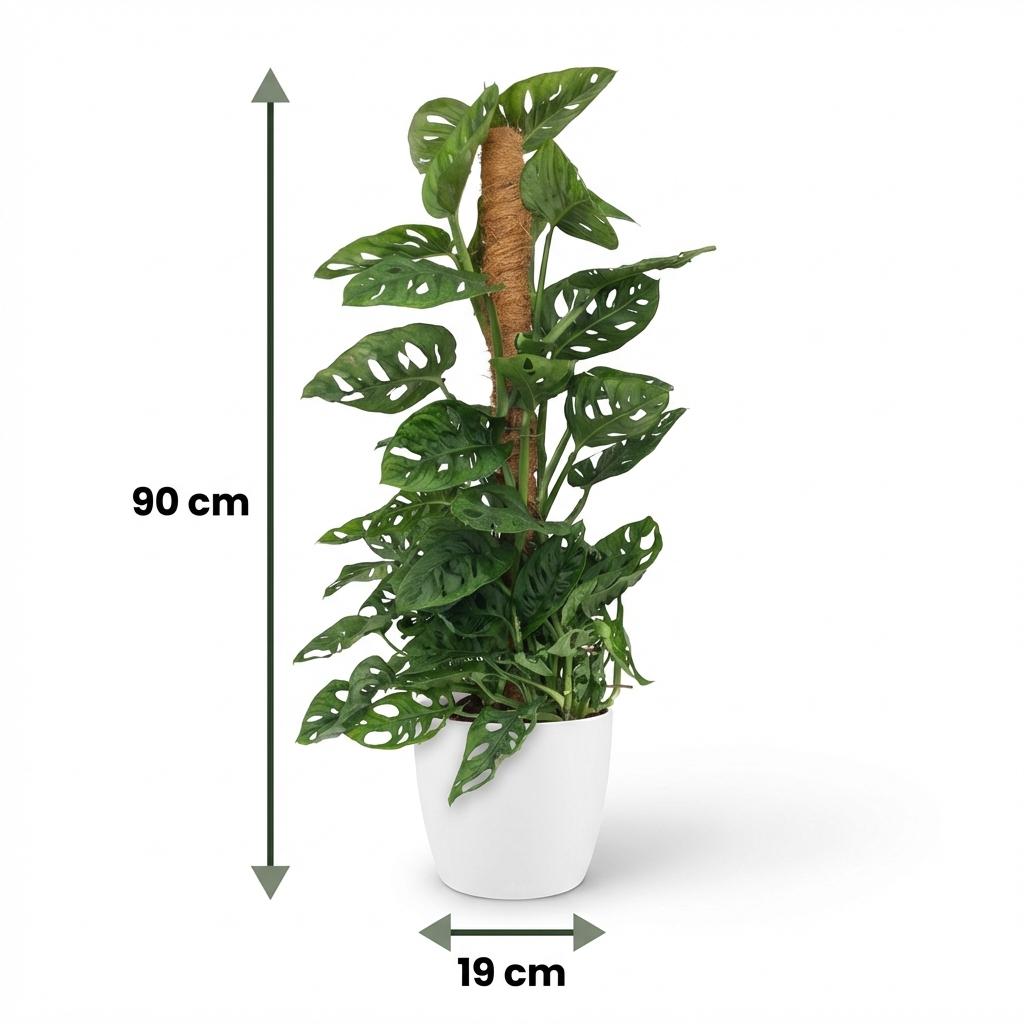 🌿 Monstera adansonii ‘Monkey Mask’ | Gatenplant met Mosstok & Witte Pot