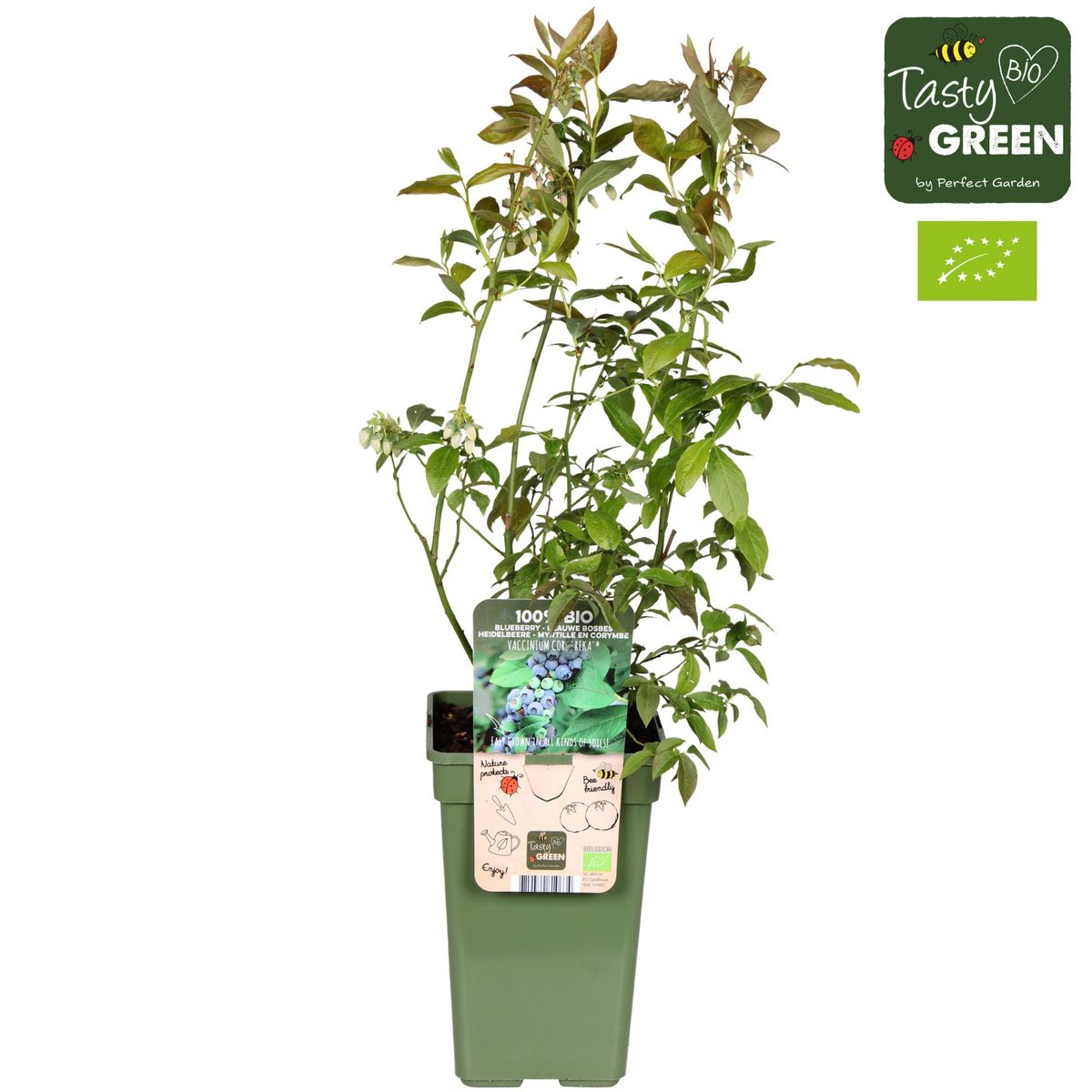 🫐 Vaccinium corymbosum ‘Reka’ – Blauwe Bes